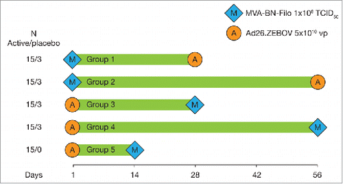 Figure 2. Dosing schedule for groups receiving heterologous prime-boost MVA-BN-Filo and Ad26.ZEBOV in EBL1001 study (Clinicaltrials.gov: NCT02313077). Note: Groups 1–4 were randomized and blinded to active vaccine/placebo; group 5 was open-label.