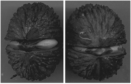 Figure 2. Dark stains around the embryo of non-germinated seeds from the 3-day accelerated aging treatment (44ºC ± 1ºC; 100% relative humidity).