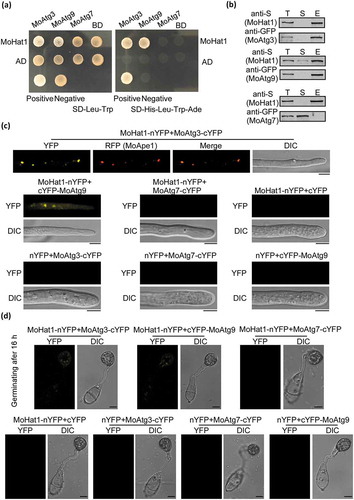Figure 3. MoHat1 interacts with MoAtg3 and MoAtg9. (a) Yeast two-hybrid analysis for the interaction between MoHat1 and Atg proteins. The pGADT7 and pGBKT7 fused with specific genes were co-introduced into the yeast AH109 strain, and transformants were plated on SD-Leu-Trp as control and on selective SD-Leu-Trp-His-Ade for 5 days. The pair of plasmids pGBKT7-Lam and pGADT7-T, empty pGADT7 and pGBKT7 were used as the negative controls. MoAtg7 was used also as a negative control that had no interaction with MoHat1. (b) Co-IP assays. Western blots of total proteins, suspensions and proteins eluted from anti-S agarose from transformants co-transformed MoAtg3-GFP and MoHat1-S, MoAtg9-GFP and MoHat1-S, and also MoAtg7-GFP and MoHat1-S were detected with anti-S or anti-GFP antibodies. T, total; S, suspensions; E, elution. (c and d) BiFC assay for the patterns of MoHat1-MoAtg3, MoHat1-MoAtg9 and MoHat1-MoAtg7 in vivo. Both aerial hypha tips and 16 h appressoria were examined by DIC and fluorescence microscopy. Strains expressing MoHat1-nYFP and MoAtg7-cYFP, MoHat1-nYFP and empty cYFP, MoAtg3-cYFP and empty nYFP, MoAtg9-cYFP and empty nYFP, MoAtg7-cYFP and empty nYFP were used as negative controls. MoApe1-RFP was used as a phagophore assembly site (PAS) marker. Scale bar: 10 μm.