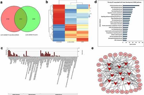 Figure 6. Identification of differentially expressed messenger RNAs (DEMs) in dimethyl sulfoxide (DMSO)-induced P19 cells after ASXL transcriptional regulator 3 (ASXL3) knockdown. mRNA sequencing was performed to assess the changes in the mRNA profile of DMSO-induced P19 cells after ASXL3 interference. (a) Venn diagram of common differentially expressed genes (p ≤ 0.05 and |log2Ratio| ≥ 0.59). (b) Heat map of DEMs among sh-NC, sh-NC + DMSO, and sh-ASXL3 + DMSO groups. (c) Gene ontology analysis of 1652 DEMs. (d) Kyoto Encyclopedia of Genes and Genomes analysis of the 1652 DEMs. (e) Network diagram of common DEMs associated with the screened 11 miRNAs involved in heart development.