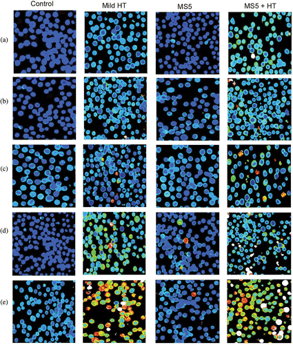 Figure 7. Assessment of [Ca2+]i. Cells were stained with Fura-2/AM and then immediately treated with heat with or without MS5. Time-dependent images of Fura-2 fluorescence: (a) immediately after the treatment, (b) after 1 h, (c) after 2 h, (d) after 4 h, and (e) after 6 h incubation.