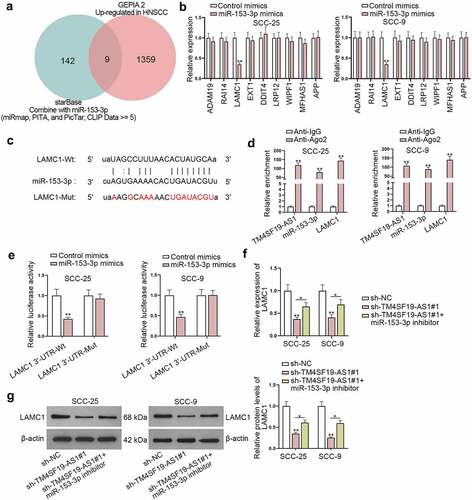 Figure 4. LAMC1 is targeted by miR-153-3p. (a) Venn diagram displayed possible target genes of miR-153-3p. (b) The expression of potential downstream targets of miR-153-3p was measured in miR-153-3p-up-regulated HNSCC cells through RT-qPCR. (c) The projected binding region of miR-153-3p and LAMC1 was displayed. (d) RIP assay displayed the level of TM4SF19-AS1, miR-153-3p and LAMC1 precipitated with Ago2 protein. (e) The binding affinity of miR-153-3p and LAMC1 was examined through luciferase reporter assay. (f-g) RT-qPCR and western blot examined LAMC1 expression in HNSCC cells under different conditions. * P < .05, ** P < .01.