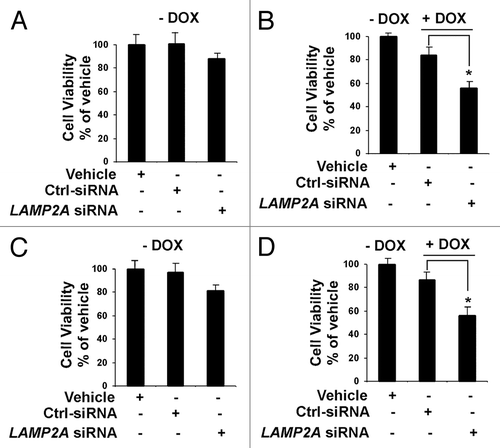 Figure 9. Inhibition of LAMP2A sensitizes breast tumor cells to DNA damaging drug. Proliferating MCF-7 cells (A and B) and T47D cells (C and D) were transfected with LAMP2A siRNA or control siRNA for 72 h and treated/untreated with 2.5 μM doxorubicin for the last 24 h of transfections. The cells were then subjected to cell survivability assay as described under methods. – DOX indicates no doxorubicin treatments where as + DOX indicates cells treated with doxorubicin. The DOX treatments were compared with no DOX treatment in (B) for MCF-7 cells and (D) for T47D cells. Error bars representing SEM and significant changes is indicated by an asterisk (*p < 0.05 ANOVA; Tukey test).