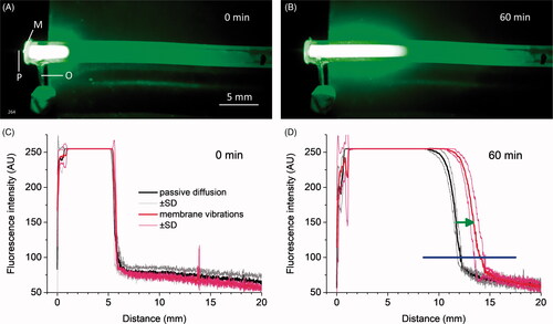 Figure 6. Distribution of Lucifer yellow in a straight pipe during passive diffusion and during vibrations of a membrane at a pipe end. (A). Fluorescence immediately after injections of 0.2 µl of 5% Lucifer yellow water solution into the pipe through outlet O. M – latex membrane; P – carbon probe. (B). Fluorescence after 60 min of membrane vibrations at 10 Hz with 40 µm peak-to-peak carbon probe movements. (C). Overlapping fluorescence intensity profiles measured along the pipe axis for all passive diffusion (black line, mean ± SD, N = 3) and membrane vibration (red line, mean ± SD, N = 3) experiments indicating the same initial conditions immediately after the dye injection. (D). Fluorescence intensity profiles after 60 min of passive dye diffusion (black line, mean ± SD, N = 3) and membrane vibrations (red line, mean ± SD, N = 3). The same experiments as in C. Green arrow indicates additional spread of the diffusion front during membrane vibrations. Blue horizontal bar indicates the spread of statistically significant increase (unpaired t-test for 0.5 mm bins, p < .05) in the fluorescence intensity/dye concentration which is observed during membrane vibrations.