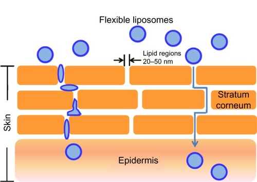 Figure 10 Flexible liposomes and their mechanism of action. The liposomes are believed to travel through lipidic regions (pores) in the stratum corneum until they reach the epidermis.