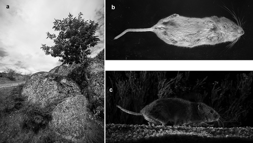 Figure 1. (a) Habitat features of the sampling site; (b) the juvenile female snow vole captured; (c) the adult male snow vole captured (this picture was obtained through infrared beam cells).
