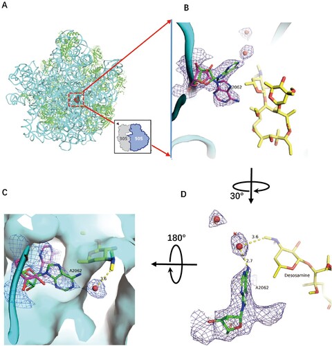 Figure 2. Structure of CTY in complex with the Mtb 50S ribosome and the close-up view. (A) Overview of the CTY binding site (red in square) in the Mtb 50S ribosome, view from the 30S side as indicated by the inset; Close-up views of CTY bound within the NEPT, together with two alternative conformations of A2062, non-swayed conformation in purple carbon and the swayed conformation of A2062 in green carbon (B) and (C); (D) The revised view with the surface (in cyan) for the macrolides binding site. Notes: The density maps for A2062 and nearby water molecules are contoured at 1.8 in mesh; The E. coli nucleotide numbering is used; the distances between water molecule and nearby atoms are shown in yellow dashed lines. The water molecules are in small red spheres from Mtb structure compared with the corresponding waters in wheat spheres from two structures (PDB codes 6XHX and 6XHY).