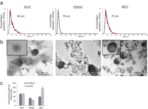 Figure 4. Analysis of NB-derived exosomes by NTA and TEM. (a) Representative concentration vs. size plot by NTA on NB-derived duc100kEVs, odgcEVs and secEVs. The number represents the mode size. (b) Representative TEM pictures of same preparations as in (a) (CHLA-255 for duc100kEVs and secEVs, SK-N-BE[Citation2] for odgcEVs). (c) The amount of EVs obtained from 500 ml of CM from indicated cell lines by the three purification methods was estimated by NTA. The data represents the mean (±SD) particle number from three determinations on a single sample.