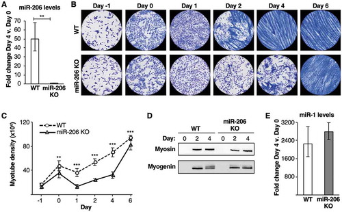 Figure 1. A miR-206 knockout (KO) cell line shows a delay in myotube formation upon differentiation. (A) miR-206 expression does not increase in miR-206 KO cells incubated in differentiation media. Average fold change in miR-206 expression, normalized to control sno202 RNA levels, on Day 4 relative to Day 0 is plotted. The error bars denote the standard deviations (n = 3). ** indicates a p-value < 0.01, as determined from an unpaired two-tailed t-test. (B) miR-206 KO cells show a delay in myotube formation upon treatment with differentiation media compared to WT cells. Representative images of Jenner-Giemsa stained C2C12 WT and miR-206 KO cells during a time course of treatment with differentiation media are shown. Cells were switched to differentiation media on Day 0. (C) miR-206 KO cells show significantly less myotube density upon treatment with differentiation media compared to WT cells. Cells were switched to differentiation media on Day 0. Myotube density was calculated as the sum of pixels attributed to tones 0–75 at each time point [Citation29]. The data are the average of twelve imaged regions from three biological replicates, and the error bars denote the standard deviations (n = 12). ** indicates a p-value < 0.01 and *** indicates a p-value < 0.001, as determined from an unpaired two-tailed t-test. (D) Myosin and myogenin proteins are expressed at similar levels in WT and miR-206 KO cells. Shown are Western blots before and after treatment with differentiation media. (E) miR-1 expression is induced to similar levels in WT and miR-206 KO cells after culturing in differentiation media. Average fold change in miR-1 expression, normalized to control sno202 RNA levels, on Day 4 relative to Day 0 is plotted; the error bars denote the standard deviation (n = 3).