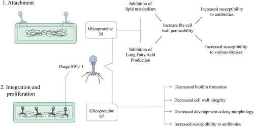 Figure 7 Overview of phage SWU1 mediated Mycobacterium tuberculosis lysis.