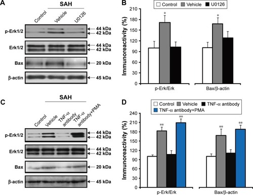 Figure 5 The effects of anti-TNF-α antibody on the levels of p-Erk in the hypothalamus 48 h after SAH.