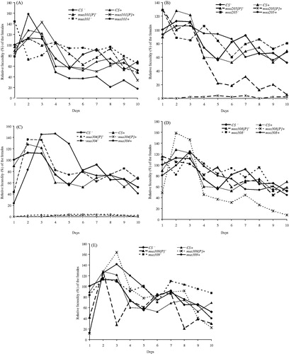 Figure 2. Effect of a chronic irradiation in low doses on the relative fecundity of dysgenic/non-dysgenic females of mus101 (A), mus205 (B), mus304 (C), mus308 (D) and mus309 (E) strains. Frequencies in percentages and their standard deviations of the number of offspring compared to the mean number of offspring in each procedure in 10 consecutive daily broods of the dysgenic/non-dysgenic mutant females in control and after low-dose irradiation.