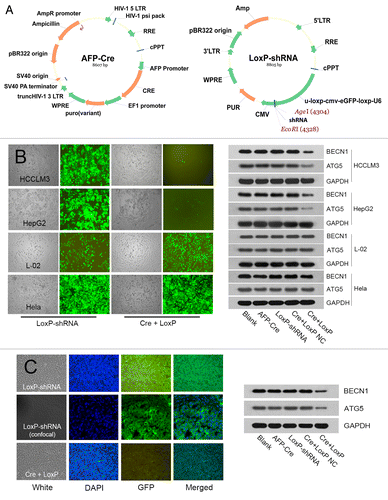 Figure 7. Construction of HCC tissue-specific autophagy-based target therapy system (AFP-Cre/LoxP-shRNA). (A) The AFP-Cre/LoxP-shRNA system consisted of AFP-Cre vector and LoxP-shRNA vector. A CMV-eGFP reporter in the system could indicate whether the system worked. (B) In vitro analysis showed that the system worked efficiently in HCC cells (HCCLM3/HepG2) but did not work in non-HCC cells (L-02/Hela). The disappearance of GFP fluorescence indicated that the Cre recombinase driven by the AFP promoter had cut the LoxP-CMV-eGFP-LoxP in U6 promoter and activated expression of shRNAs targeting BECN1 and ATG5. Western blot analysis showed that the system efficiently silenced target genes BECN1 and ATG5. Cre+LoxP or Cre+LoxP NC: cotransfection of AFP-Cre and LoxP-shRNA (AFP-Cre/LoxP-shRNA system); NC, negative control; AFP-Cre or LoxP-shRNA: transfection of AFP-Cre or LoxP-shRNA alone (control). (C) In vivo analysis showed that intratumoral injection of AFP-Cre/LoxP-shRNA system in HCCLM3 subcutaneous tumors worked efficiently in vivo.