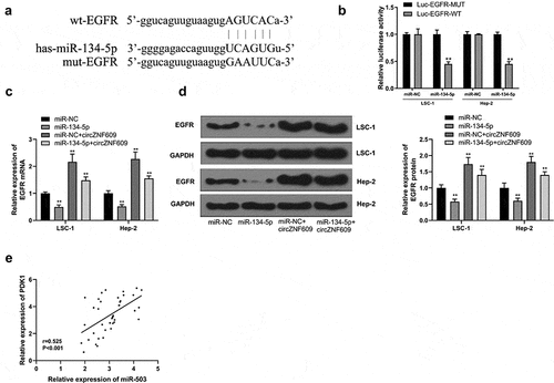 Figure 4. circZNF609 upregulated EGFR by sponging miR-134-5p. (a) Binding sites for EGFR 3’-UTR and miR-134-5p. (b) Luciferase activity analysis. (c) EGFR mRNA expression. (d) EGFR protein expression. (e) The correlation analysis in LSCC tissues (n = 40). #vs miR-134-5p simulation group, * vs control group, ** vs control, P < 0.01, vs miR-NC + circZNF609, #P < 0.05.