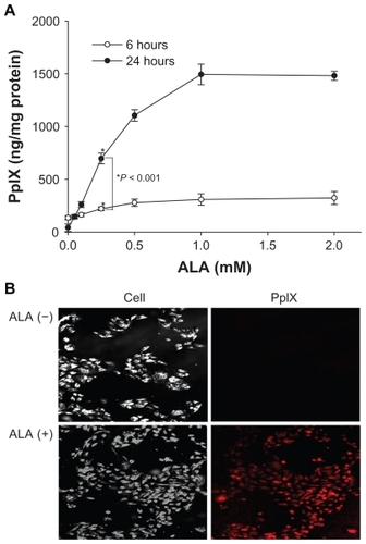 Figure 2 PpIX accumulation graph induced by ALA treatment for 6 or 24 hours in HuCC-T1 cells (A) and photomicrographs of PpIX accumulation induced by ALA (0.25 mM) or non-treatment in HuCC-T1 cells (B).Abbreviations: ALA, 5-aminolevulinic acid; HuCC-T1, human cholangiocarcinoma cells; PpIX, protoporphyrin IX.