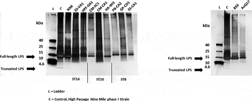 Figure 7. Analysis of LPS from C. burnetii strains. LPS was extracted from purified cell culture grown C. burnetii. Extracts were separated by sodium dodecyl sulfate-polyacrylamide gel electrophoresis and observed by silver staining. A protein ladder (L) and high-passage Nine Mile phase I control strain (C) are included. The upper (10–14 kDa) and lower (2.5–4 kDa) arrows indicate full-length and truncated LPS structures, respectively. LPS, lipopolysaccharide