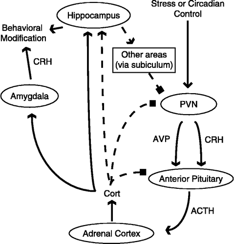 Figure 1 HPA axis activation and feedback control. Stressful stimuli and circadian gating stimulate neurons in the PVN of the hypothalamus to secrete CRH and AVP into the hypothalamic–pituitary portal system. Binding of these peptides to their receptors on the cortiotrophs in the anterior pituitary gland, causes the release of ACTH, which then induces the release of corticosterone (Cort) from the adrenal cortex. Corticosterone then feeds back onto the anterior pituitary gland, and the CNS at the level of the PVN and the hippocampus, to inhibit HPA axis activation. In addition, corticosterone binds to additional GR populations in the amygdala and hippocampus to modulate a variety of behaviors. Negative feedback loop = –––; excitatory projection = → ; inhibitory projection = ▪.