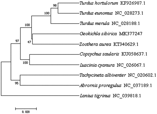 Figure 1. Neighbour-joining phylogenetic tree based on the concatenated nucleotide sequences of cytochrome c oxidase subunit I and cytochrome of G. sibirica sibirica and other nine passeriformes birds using MEGA 7.0.