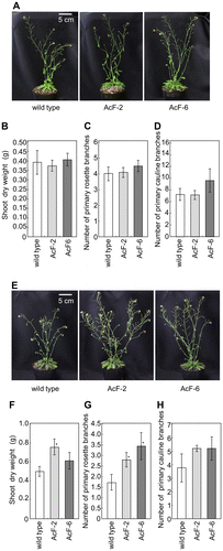 Fig. 2. Phenotypes of wild-type and transgenic (AcF-2 and 6) plants grown with an ambient (400 ppm) CO2 level (A–D) and elevated (1000 ppm) CO2 level (E–H).