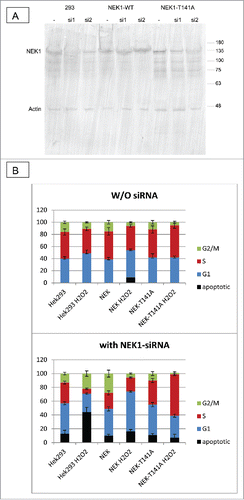Figure 8. (A) Expression of endogenous NEK1 in control H3k293 (293) cells and in and stably transfected NEK1 overexpressing constructs. The control and NEK1 overexpressing cells (siRNA resistant constructs) were treated for 18h with 2 different siRNAs, and cell extracts were prepared and immunoblotted for NEK1 and actin. (B) Hek293 controls and cells overexpressing wt-NEK1 or the NEK1-T141A mutants were treated (or not) with si1 to knockdown endogenous NEK1. Cells were then treated with H2O2 for 4h, as described in text, and then processed for cell cycle analysis with PtdIns staining.