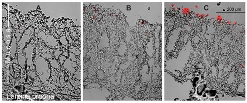 Figure 9 Histological sections of porcine small intestine. (A) untreated intestinal tissue (negative control), (B) tissue treated with POPC/DOPE-Liss Rhod liposomes and (C) with POPC/DOPE-Liss Rhod/DOPE-MCC liposomes coated with chitosan-TGA (molar ratio of SH-groups to maleimide-groups: 4:1).Abbreviations: DOPE-Liss Rhod, 1,2-dioleoyl-sn-glycero-3-phosphoethanolamine-N-(lissamine rhodamine B sulfonyl); DOPE-MCC, 1,2-dioleoyl-sn-glycero-3-phosphoethanolamine-N-[4-(p-maleimidomethyl)cyclohexane-carboxamide]; POPC, Palmitoyl-oleoyl-phosphatidylcholine; TGA, thioglycolic acid.