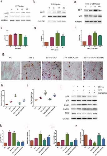 Figure 5. TNF-α aggravated calcification in VSMCs induced by EPO through activating p38 signal pathway. A-C. Western blot results of pp38 and p38. VSMCs were cultured with 250 U/mL single TNF-α, EPO or combined with 20 ng/mL TNF-α for different time. D-F. Densitometric analysis of protein expression, * p<0.05 vs. 0 min group, # p<0.05 vs. 5 min group, Δ p<0.05 vs. 10 min group. Then VSMCs were pretreated 10 μmol/L using SB203580 for 1 h and then treated with 20 ng/mL TNF-α in the presence or absence of EPO (250 U/mL). Calcium deposition was detected by G. Alizarin red staining (magnification ×200) H. Determination of calcium content I. ALP activity J. Western blot results of pp38, p38, BMP2, GATA6 and MGP K-N. Densitometric analysis of protein expression. The statistical results are expressed as mean ± SD; n=3. * p<0.05 vs. NC group, # p<0.05 vs. TNF-α group, Δ p<0.05 vs. TNF-α+EPO group, & p<0.05 vs. TNF-α+SB203580 group.