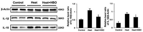 Figure 2. HBO decreased the inflammatory cytokine release in the hippocampus of heatstroke rats. Western blot assays were performed to assess the IL-1β and IL-18 protein expression levels in the hippocampus. Data are shown as mean ± SEM. *p < 0.05 versus the Control group; **p < 0.01 versus the Heat group. n = 6. HBO: hyperbaric oxygen.