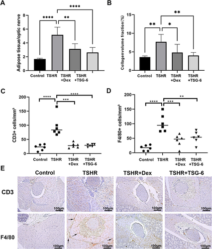 Figure 5 Orbital inflammatory cell infiltration and tissue fibrosis were reduced by TSG-6 treatment. (A) The ratio of adipose tissue area to optic nerve area reflects the degree of lipogenesis. (B) The production of collagen fibers was evaluated via Masson stain and is reported as a percentage of collagen volume fraction. (C) The number of CD3+ cells were counted in the orbital section Immunohistochemistry stain of CD3. (D) The number of F4/80+ cells were counted in the orbital section Immunohistochemistry stain of F4/80. (E) Representative images of each group orbital section CD3 and F4/80 staining are shown (x100), and the infiltration of macrophages were pointed by the arrow. Statistical analysis by one-way-ANOVA. (*p < 0.05, **p < 0.01, ***p < 0.001, ****p < 0.0001).