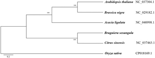 Figure 1. Maximum-likelihood tree based on the sequences of seven complete mitogenomes. Numbers in the nodes were bootstrap values from 1000 replicates. Scale in substitutions per site.
