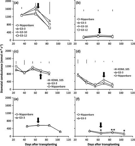 Figure 2. Stomatal conductance of NILs, G3-3, G3-10, G3-12, KDML 105, and Nipponbare genotypes under continuous waterlogging (CWL) (a, c, e) and continuous cycles of alternate waterlogging and drought (CAW-D) of mild stress (b, d) and severe stress (f) in 2012 (a, b), 2013 (c, d), and 2014 (e, f).