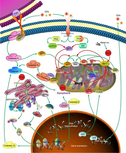 Figure 2 Scheme of the proposed mechanisms through which QDs disrupt the cellular homeostasis and induce apoptosis.Note: Green line represents activation, while the red line represents inhibition.Abbreviations: ANT, adenine nucleotide transporter; ATF4, activating transcription factor 4; ATF6, activating transcription factor 6; Bak, Bcl-2 antagonist/killer 1; Bax, Bcl-2-associated X protein; Bcl-2, B-cell lymphoma-2; Bcl-xl, B-cell lymphoma-extra large; BID, BH3 interacting domain death agonist; BAD, BCL2 associated agonist of cell death; BIM, BCL2 like 11; BiP, binding immunoglobulin protein; CHOP, CCAAT/enhancer-binding protein homologous protein; CypD, cyclophilin D; ER, endoplasmic reticulum; FADD, Fas associated via death domain; FasL, Fas ligand; IRE1, endoplasmic reticulum to nucleus signaling 1; MMP, mitochondrial membrane potential; QDs, quantum dots; PERK, protein kinase RNA-like ER kinase; PKC, protein kinase C; PUMA, protein p53 upregulated modulator of apoptosis; ROS, reactive oxygen species; VDAC, voltage dependent anion channel; XBP-1, X-box binding protein 1; XBP-1s, spliced XBP-1.