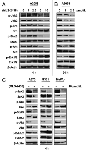 Figure 4. MLS-2438 inhibits phosphorylation of JAK2, Src, STAT3 and Akt in human melanoma cells. A2058 human melanoma cells were treated with MLS-2438 at various concentrations for 4 h (A) and 24 h (B). C, A375, G361 and MeWo human melanoma cells were treated with 10 μmol/L of MLS-2438 for 4 h. Cells were lysed for Western blot analysis using antibodies specific to p-JAK2, JAK2, p-Src, Src, p-STAT3, STAT3, p-Akt, Akt, p-Erk1/2, Erk1/2 and β-Actin.