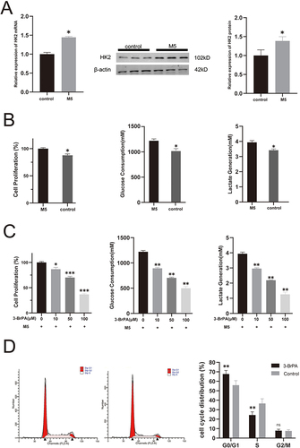 Figure 2 3-BrPA suppresses M5-stimulated HaCaT cell proliferation and glycolysis. (A) The relative expression levels of HK2 RNA and protein in M5 stimulated HaCaT cells and control cells. (B) The proliferation and glycolysis in M5 stimulated HaCaT cells and control cells. (C) The cell proliferation, glucose consumption and lactate production in 3-BrPA treated cells and control cells. (D) Regulation of the G1/S transition in 3-BrPA treated cells and control cells. *P< 0.05, **P< 0.01, ***P< 0.001.