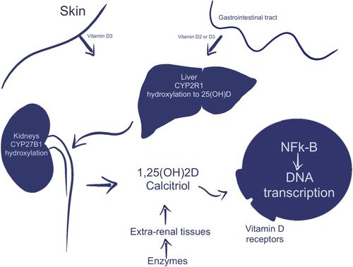 Figure 1 Synthesis and metabolism of vitamin D. Consecutive metabolic processes convert biologically inactive, parental vitamin D into active form.