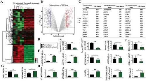 Figure 8. ELAVL1 upregulation, ferritinophagy activation, and ferroptosis induction occur in primary human HSCs from fibrotic patients with HCC receiving sorafenib monotherapy. Primary human HSCs were isolated from the collected liver tissue by laser capture microdissection (LCM), and total RNAs were extracted for RNA-Seq. (a) Microarray heat map demonstrates clustering of isolated primary HSCs before and after sorafenib treatment. Hierarchical cluster analysis of differentially expressed mRNAs: bright green, underexpression; gray, no change; bright red, overexpression (No treatment, n = 5; sorafenib treatment, n = 5). (b) Volcano plot demonstrates clustering of isolated primary HSCs before and after sorafenib treatment. Hierarchical cluster analysis of differentially expressed mRNAs: bright blue, underexpression; gray, no change; bright red, overexpression (No treatment, n = 5; sorafenib treatment, n = 5). (c) Fold changes of liver fibrosis-related genes, autophagy-related genes, and ferroptosis-related genes were identified. (d) Blood samples were collected for the analyses of liver functions including GPT/ALT, GOT1/AST, and TBIL (total bilirubin) (n = 28 in every group, *, p < 0.05, ***, p < 0.001). (e) The mRNA expression of liver fibrosis markers ACTA2 and COL1A1 was determined by real-time PCR in sorafenib-treated liver biopsies and untreated controls (n = 5 in every group, *, p < 0.05, **, p < 0.01). (f and g) The mRNA expression of ferritinophagy markers MAP1LC3B/LC3B, BECN1, SQSTM1, ATG3, FTH1, and NCOA4 was determined by real-time PCR in isolated primary HSCs before and after sorafenib treatment (n = 5 in every group, *, p < 0.05, **, p < 0.01, ***, p < 0.001, N.S., not significant). (h) Ferroptosis markers ELAVL1 and PTGS2 mRNA expression and ferroptotic events including iron accumulation, lipid ROS production, and lipid peroxidation were all determined in isolated primary HSCs before and after sorafenib treatment (No treatment, n = 5; sorafenib treatment, n = 5; *, p < 0.05, ***, p < 0.001).