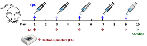 Figure 1 Mice were administered with 5 doses of CpG (50 μg) over the course of 10 days; EA pretreatment at a frequency of 3 mA/10 Hz was performed at Zusanli (ST36) acupoint 0.5 h before each CpG administration.