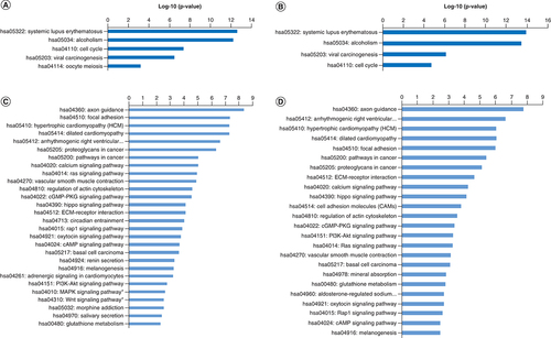 Figure 2. Pathway enrichment analysis for the differentially expressed between genes in patients of African ancestry and European ancestry (p < 0.05).(A) Enriched KEGG pathways for upregulated genes in AA. (B) Enriched KEGG pathways for upregulated genes in EA. (C) Enriched KEGG pathways for downregulated genes in AA (MAPK and WNT pathways). (D) Enriched KEGG pathways for upregulated genes in EA.AA: African ancestry; EA: European Ancestry; KEGG: Kyoto Encyclopedia of Genes and Genomes.