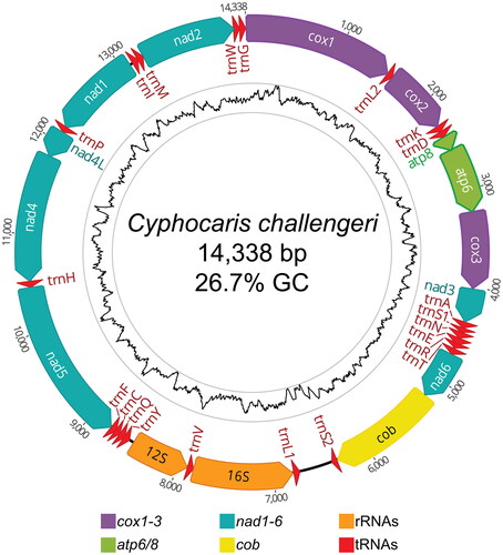 Figure 2. Circular mitogenome map of Cyphocaris challengeri. All annotated genes are indicated with their direction. Inner tract shows GC content with an 80 bp sliding window; high (51% GC) and low (5% GC) values are bounded by the gray rings.