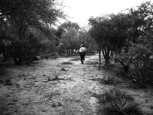 Figure 1. The “Palosantal” Dry Chaco forest of Argentina. Site with shrubs and bare soil with sparse bromeliad herbs (photography by F. G. Vossler, 15 January 2008).