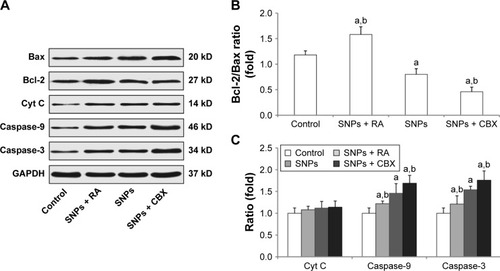 Figure 7 Effect of gap junction intercellular communication on the expression of apoptosis-related proteins following treatment with silica nanoparticles (SNPs) as determined by Western blot analysis. (A) Expression of apoptosis-related proteins in H9c2 cells following treatment with SNPs, retinoic adid (RA) combined with SNPs, and carbenoxolone disodium (CBX) combined with SNPs. (B and C) Columns are the means from densitometric scanning from blots, and bars are the standard deviation (SD). Values represent the mean ± SD (n=6). aP<0.05, vs control group; bP<0.05, vs SNPs group.