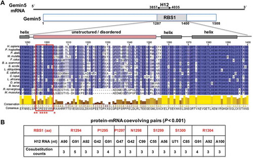 Figure 1. Conservation of RBS1 domain of Gemin5, and coevolving pairs found between RBS1 and the Gemin5 mRNA. (A) Schematic of Gemin5 mRNA and its coding region. Numbers indicate the nucleotides flanking the H12 region on the mRNA and the amino acids flanking the RBS1 domain on the protein. Alignment of 15 Gemin5 sequences from mammals spanning the RBS1 domain (amino acids 1287-1400). Residues are coloured according to their degree of identity. The predicted α-helices and IDR regions are depicted above the sequence. Coevolving residues are marked with red asterisks. The red rectangle across the amino acid sequences depicts the most conserved zone of the IDR. (B) Protein-mRNA coevolving pairs displaying cosubstitution counts ≥3, and p-value < 0.001. RBS1 residues are numbered as in full-length Gemin5. For simplicity, the H12 RNA nucleotides are numbered taking as position 1 the nucleotide 3857 of the mature mRNA.