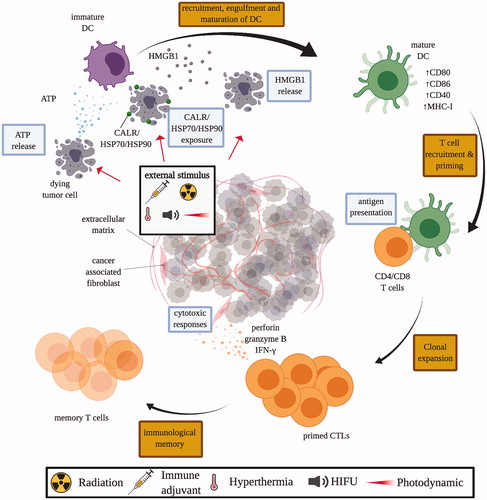 Figure 3. Mechanisms of immunogenic cell death (ICD). Tumor cells subjected to ICD-inducing treatment, such as chemotherapeutics, immune adjuvant injection, radiation therapy, HIFU, and photodynamic therapy, release damage-associated molecular pattern (DAMP) molecules like calreticulin (CALR), adenosine triphosphate (ATP), heat shock protein 70 and 90 (HSP70/90), and high mobility group box 1 (HMGB1). These DAMP molecules stimulate the recruitment and maturation of dendritic cells (DCs), which facilitates the engulfment of tumor antigens, and antigen presentation to T cells in the draining lymph nodes. Consequently, matured DCs trigger the priming of an adaptive immune response against tumor cells by T cells. Primed cytotoxic T lymphocytes (CTLs) expand and leave the lymph nodes that drain the treated tumors, circulate and identify other tumors by antigen expression, and kill untreated tumors with cytoxic effector molecules like perforin-1 and granzyme B.