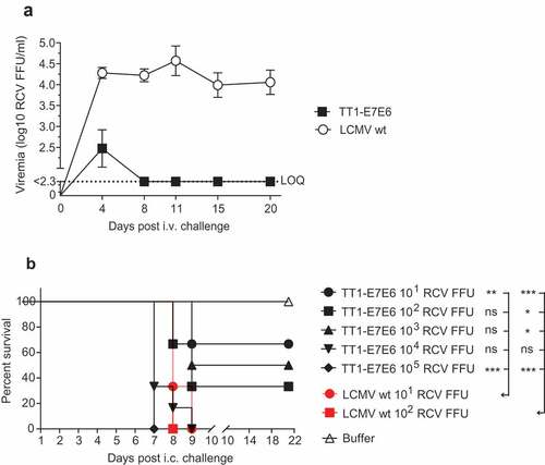 Figure 2. TT1-E7E6 exhibits reduced in vivo replicative capacity and neurovirulence. (a) Immunocompetent mice were i.v. infected with 2 × 106 RCV FFU of TT1-E7E6 or the corresponding LCMV wt. Viral loads in the blood were measured by immunofocus assay on Day 4, 8, 11, 15 and 20 post-administration. Data shown are means ± SD. The dotted line indicates the limit of quantification (LOQ, log10 2.3 RCV FFU). N=5 mice per group. (b) Survival curve of mice inoculated intracranially (i.c.) with TT1-E7E6 or LCMV wt. A tail-spin test was performed on all surviving animals for detection of choriomeningitis, which was defined as the humane endpoint for survival analysis. N=6 mice per group. Mantel-Cox test. Ns, not significant, * p<.05, ** p<.01, *** p<.001.