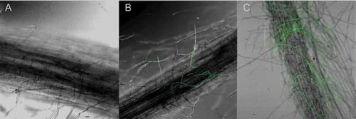 Fig. 2 (Colour online) Comparison between the ‘Formosana’ and ‘Brazil’ roots infected by Foc TR4. A, Uninoculated ‘Brazil’ plantlet roots. B, ‘Formosana’ roots. C, ‘Brazil’ roots. Scale bar = 20 µm.