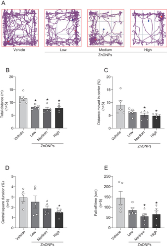 Figure 1 Oral exposure to ZnONPs inhibited locomotor activity and motor function in adult mice. (A) The typical track maps in the open field test. (B–D) Effects of ZnONPs on the total distance traveled, distance moved in center and the central square duration in the open field rest. (E) Effects of ZnONPs on the fall-off time in the rotarod test. Data were expressed as mean ± S.E.M. Statistical analyses were calculated by using one-way ANOVA. *P<0.05, significant differences compared with vehicle group (n=5).