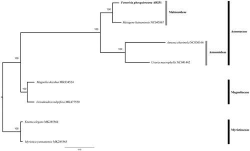 Figure 1. Maximum Likelihood tree using full plastome data of Fenerivia ghesquieriana, analyzed together with other Annonaceae and outgroup species retrieved from GenBank. Numbers above branches indicate ML bootstrap values.