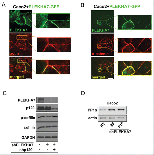 Figure 2. PLEKHA7 stabilizes the actin cytoskeleton at the ZA. Caco2 cells were transiently transfected with a PLEKHA7-GFP construct and stained by IF for PLEKHA7 and (A) Actin (phalloidin) or (B) α-catenin. Scale bars: 20 μM. Enlarged image parts are shown to the right. (C) Control, PLEKHA7 knockdown (shPLEKHA7), and PLEKHA7-p120 (shPLEKHA7, shp120) double knockdown Caco2 cells were analyzed by western blot for the markers shown. Actin is the loading control. (D) Control (NT) or PLEKHA7 knockdown (shPLEKHA7#8 and #10) Caco2 cells were analyzed by protein gel blot for PP1α expression. Actin is the loading control.