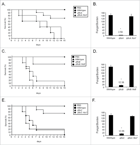 Figure 8. A. fumigatus ΔflcA-C mutants are avirulent. (A) Comparative analysis of wild type, mutant, and complemented strains in a neutropenic murine model of pulmonary aspergillosis. Mice in groups of 10 per strain were infected intranasally with a 20 μl suspension of conidia at a dose of 105. Fungal burden was determined 48 h post-infection by real-time qPCR based on 18 S rRNA gene of A. fumigatus and an intronic region of the mouse GAPDH gene. Fungal and mouse DNA quantities were obtained from the Ct values from an appropriate standard curve. Fungal burden was determined through the ratio between ng of fungal DNA and mg of mouse DNA. The results are the means (± standard deviation) of 5 lungs for each treatment. Statistical analysis was performed by using t-test. (A) The ΔflcA mutant compared to the wild-type and ΔflcA::flcA+ strains. (B) Fungal burden for ΔflcA mutant, wild-type and ΔflcA::flcA+ strains. (C) The ΔflcB mutant compared to the wild type and ΔflcB::flcB+ strains. (D) Fungal burden for ΔflcB mutant, wild-type and ΔflcB::flcB+ strains. (E) The ΔflcC mutant compared to the wild type and ΔflcC::flcC+ strains. (F) Fungal burden for ΔflcC mutant, wild-type and ΔflcC::flcC+ strains. PBS = phosphate Buffer Saline.