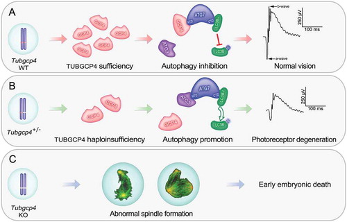 Figure 1. TUBGCP4 plays essential roles in early embryo development and retina homeostasis. (A) Two copies of Tubgcp4 are sufficient for embryo viability and normal retinal function. GCP4, TUBGCP4; PE, phosphatidylethanolamine. (B) Haploinsufficiency of TUBGCP4 affects TUBGRC/γ-TuRC assembly, disrupts autophagy homeostasis, and leads to photoreceptor degeneration. (C) Homozygous mutation of Tubgcp4 results in early embryonic lethality owing to abnormal spindle assembly. ATG7 can interact with either ATG3 or TUBGCP4 through its N-terminal domain (NTD). When Tubgcp4 is knocked out, ATG3 interacts with ATG7 to promote lipidation of LC3B and autophagy. Thus, TUBGCP4 can inhibit autophagy by competing with ATG3 to interact with ATG7, and interfere with lipidation of LC3B. TUBGCP4 regulates autophagy through an ATG3-TUBGCP4-ATG7-LC3B pathway, which plays key roles in maintaining retina homeostasis in a dose-dependent manner.