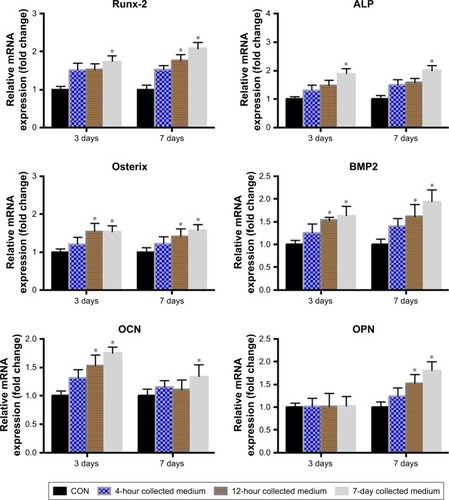 Figure 6 Relative gene expression of osteogenic markers.Notes: BMSCs were cultured with the different extracts of i/SCS/P for 3 and 7 days, respectively. BMSCs cultured with the extracts of SCS/P scaffolds were used as control. Relative gene expressions of RUNX-2, ALP, Osterix, BMP2, OCN, and OPN were determined by PCR. *P<0.05, compared with the corresponding control group.Abbreviations: BMSCs, bone marrow stem cells; i/SCS/P, irisin-loaded silk/calcium silicate/sodium alginate/PVA; SCS/P, silk/calcium silicate/sodium alginate/PVA.